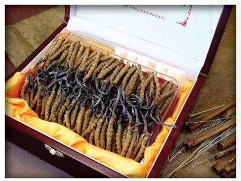 陇西冬虫夏草回收